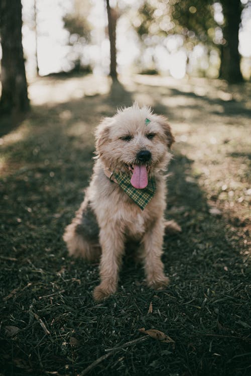 free-photo-of-dog-with-its-tongue-out-on-a-field.jpeg