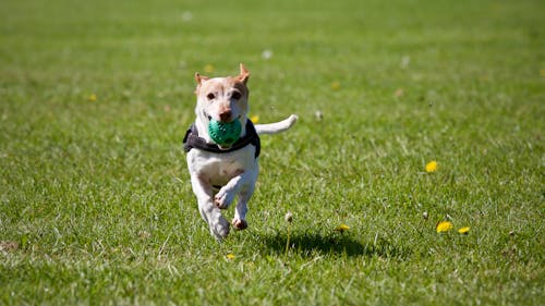 free-photo-of-funny-dog-running-on-the-grass.jpeg