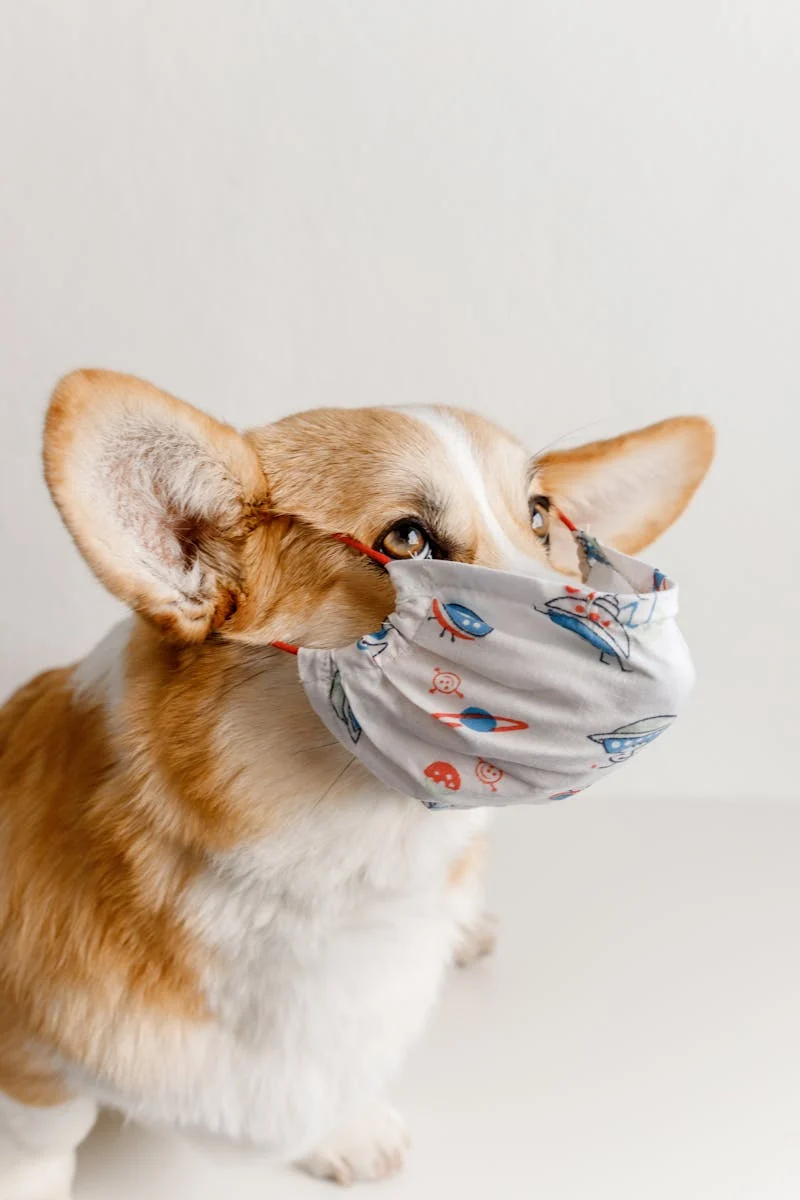 Makanan Anjing Chihuahua