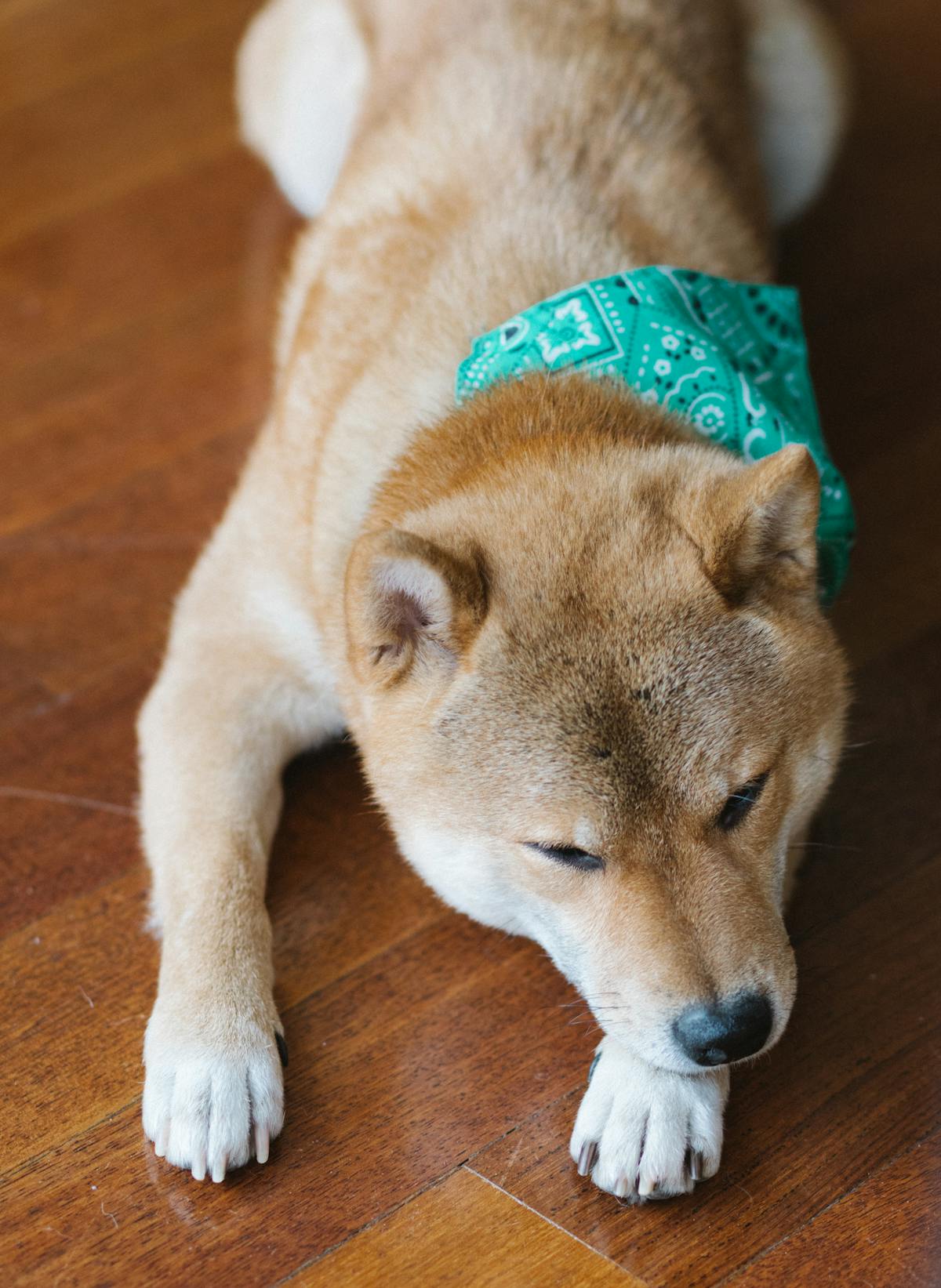 Royal Canin Untuk Anjing Pom