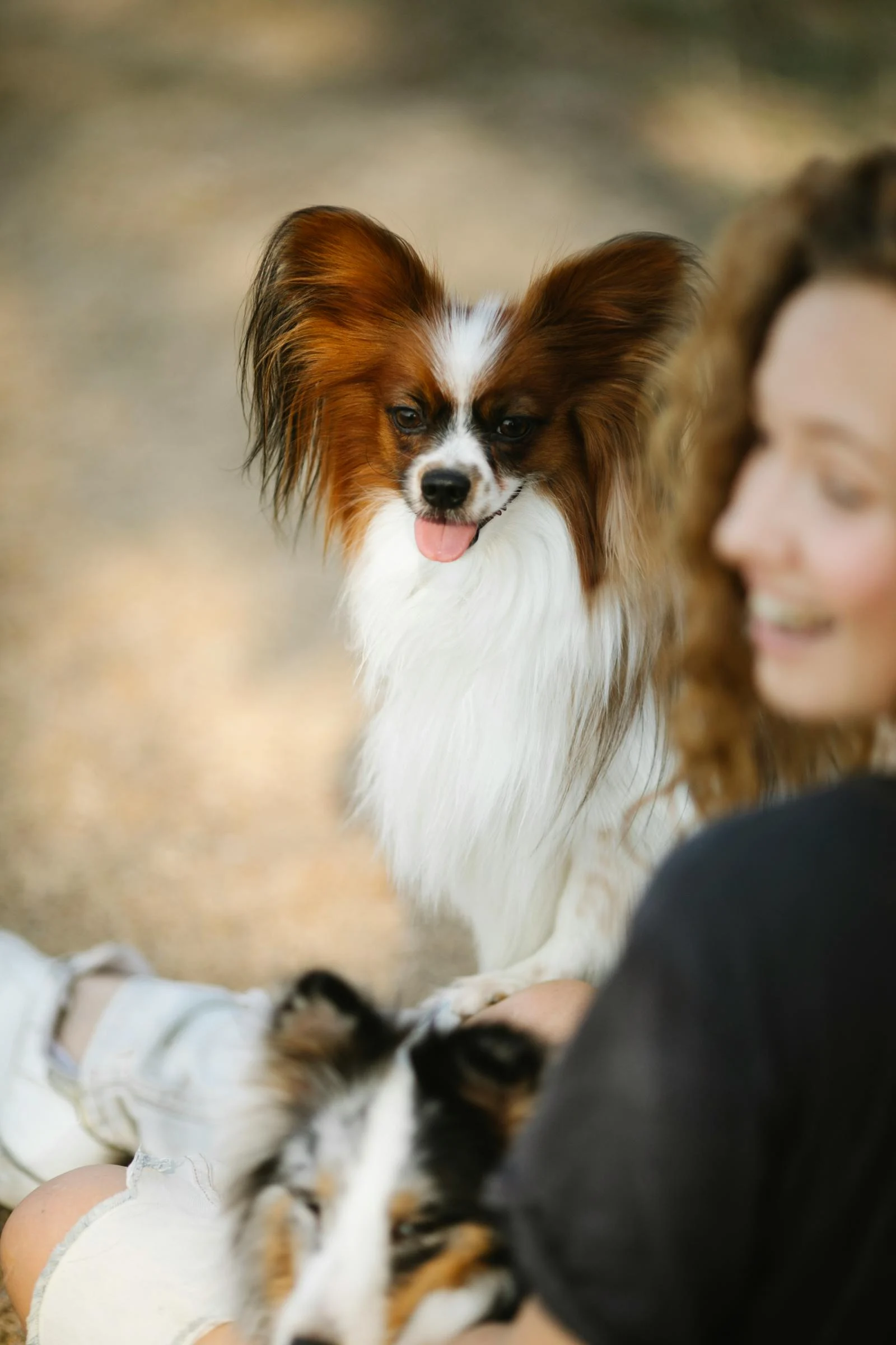 free-photo-of-dog-wearing-a-bandana-in-a-park.jpeg