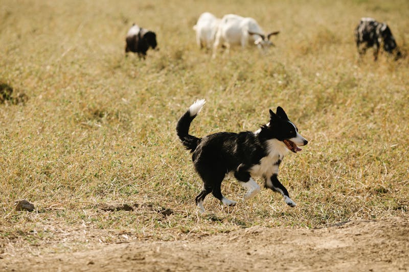 Bolt Makanan Anjing
